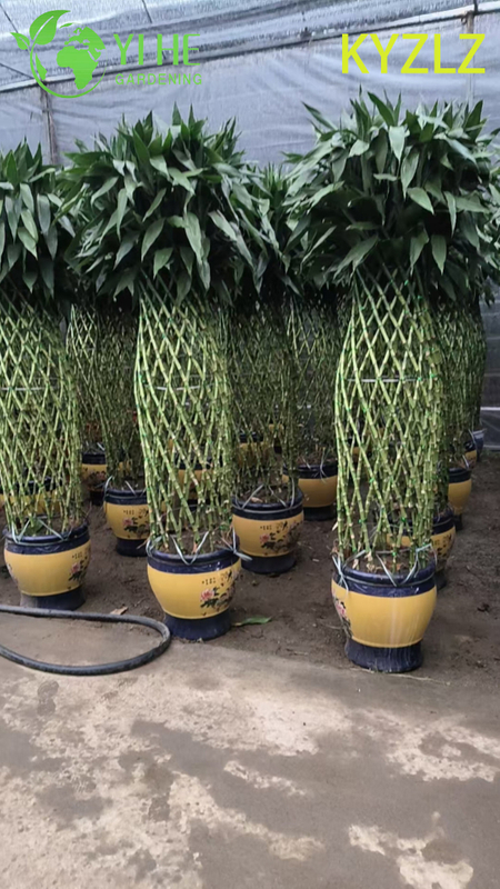 Evergreen Lucky Bamboo Woven Cage for Indoor Feng Shui Decor
