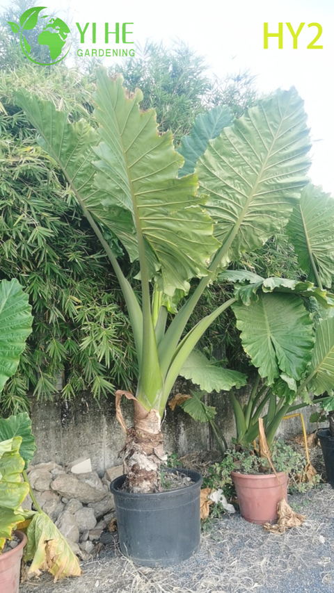 Large - Leafed Tropical Alocasia Potted Plant - Evergreen Indoor & Outdoor Decor Greenery