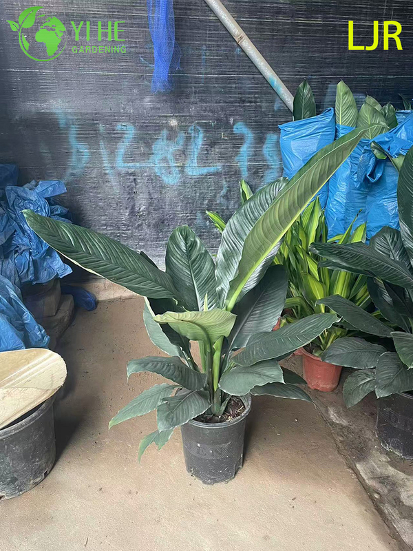 Large - Leaf Evergreen Spathiphyllum floribundum for Indoor Air Purification Plant