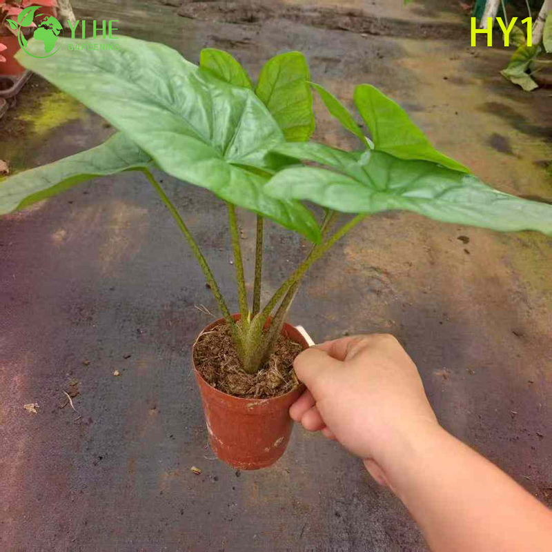 Tropical Young Alocasia Zebrina Potted Plant - Evergreen Indoor Decor Greenery