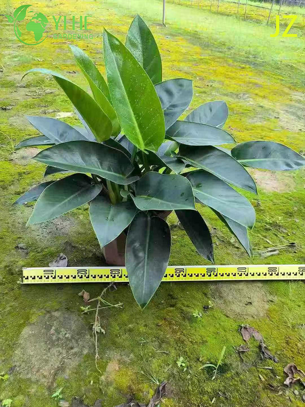 Evergreen Philodendron Birkin for Indoor Decoration Plant