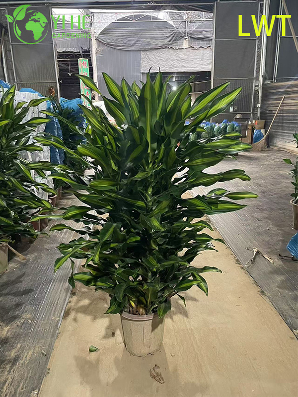 Evergreen Variegated Dracaena Deremensis Compacta Gold for Indoor Decor Plant
