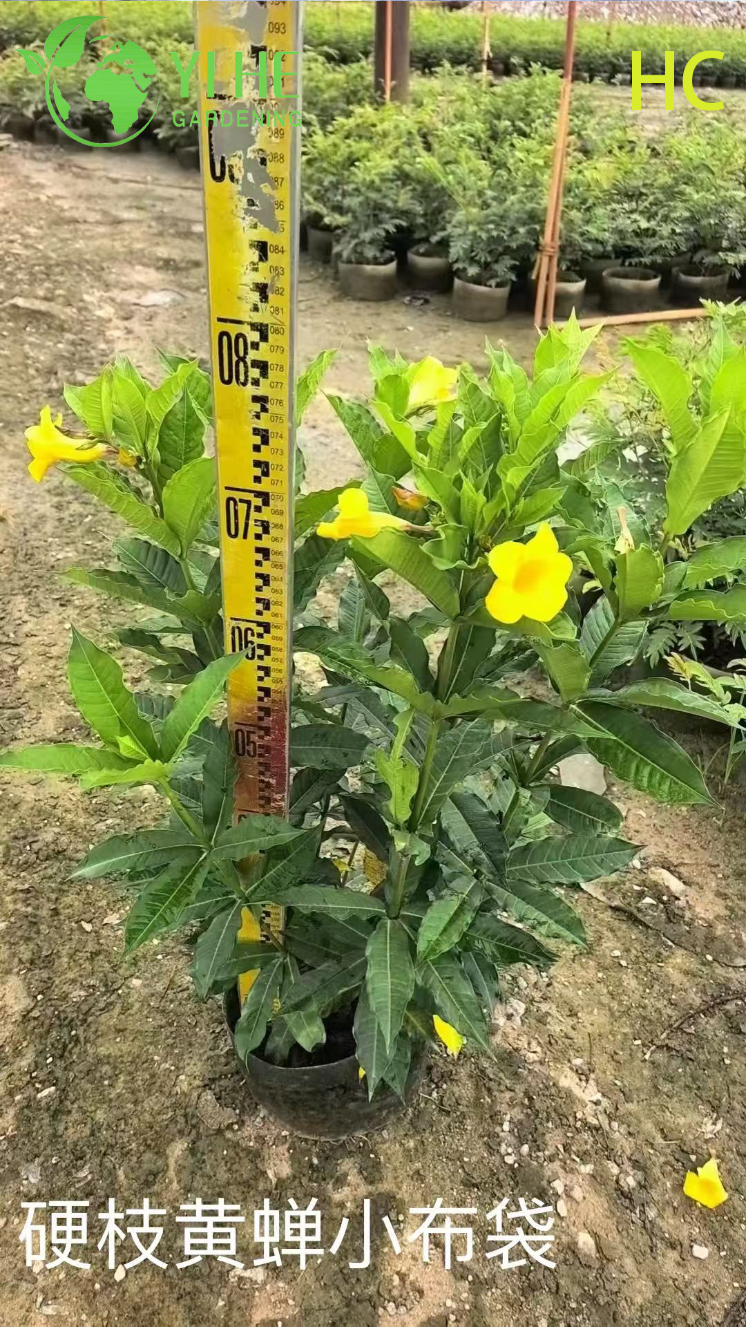 Wholesale Export Yellow Oleander Ornamental Flowering Shrub Premium Quality