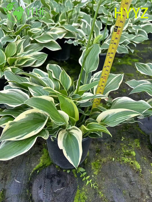 Wholesale Export Variegated Leaf Jade Basket Ornamental Succulent Premium Quality