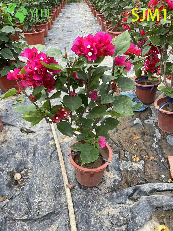 Wholesale Potted Bougainvillea Live Plants Colorful Flowering Garden Bonsai