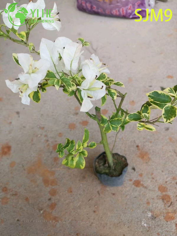 Wholesale Bougainvillea Starter Plants Young Liners for Nursery Bonsai