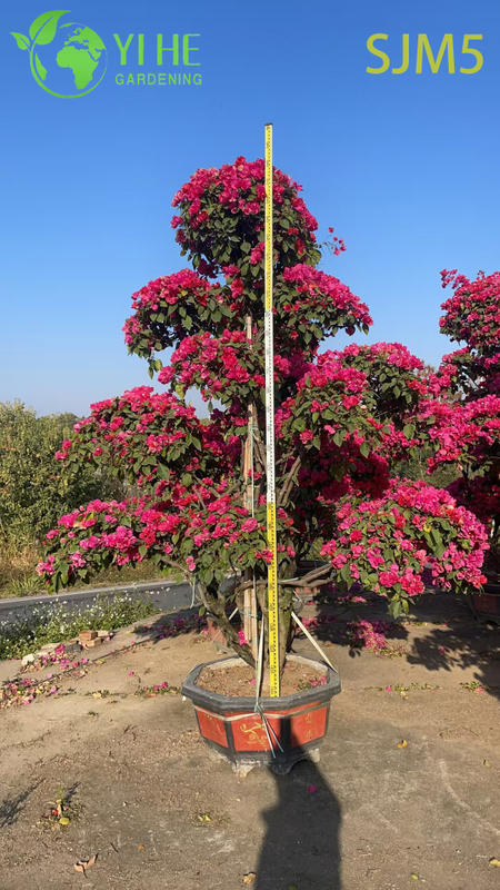 Wholesale Multi-Grafted Bougainvillea Tree Rainbow Specimen Plant Bonsai