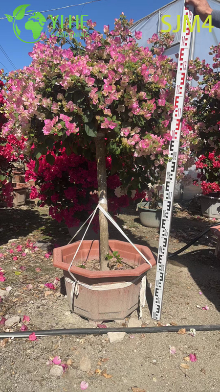 Wholesale Artistic Bougainvillea Bonsai Tree Living Garden Sculpture Bonsai