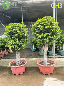 Potted Globular - shaped Osmanthus Fragrans Bonsai Tree