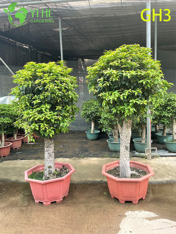 Potted Globular - shaped Osmanthus Fragrans Bonsai Tree