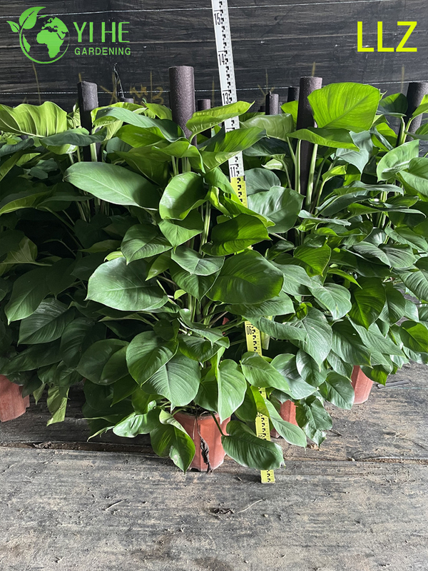 Evergreen Large - Leaf Pothos Pole for Indoor Air Purification Plant