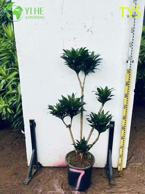 Compact Evergreen Dracaena deremensis for Indoor Decoration Plant
