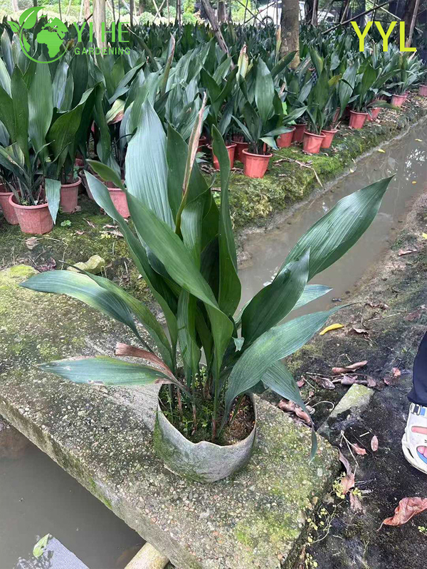 Hardy Evergreen Aspidistra elatior for Shade Gardens & Indoor Decor Plant