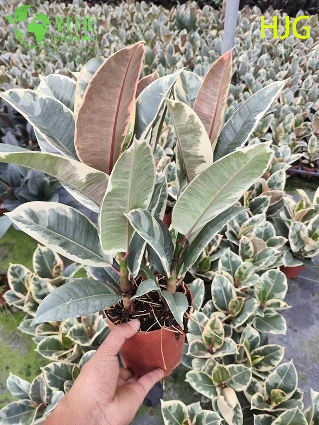 Flor interna Ficus Tineke Folhagem em vasos de plantas verdes decorativas