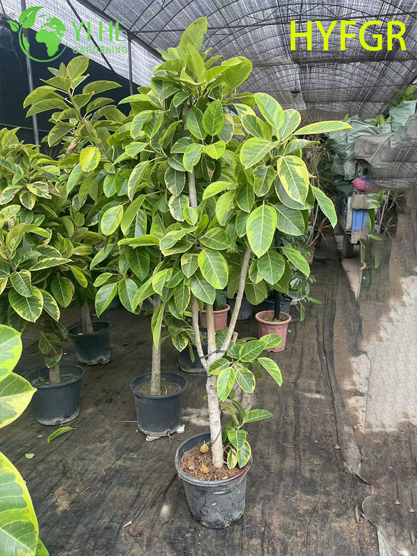Indoor Ficus Variegata Foliage Potted Decorative Plant