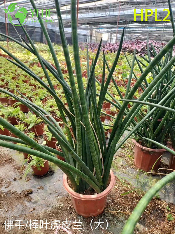 Live Laurentii Snake Plant Variegated Indoor Air Purifying Houseplant Bonsai