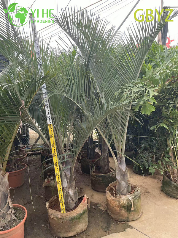 Wholesale Spindle Palm (Hyophorbe Verschaffeltii) - Slender Evergreen Palms