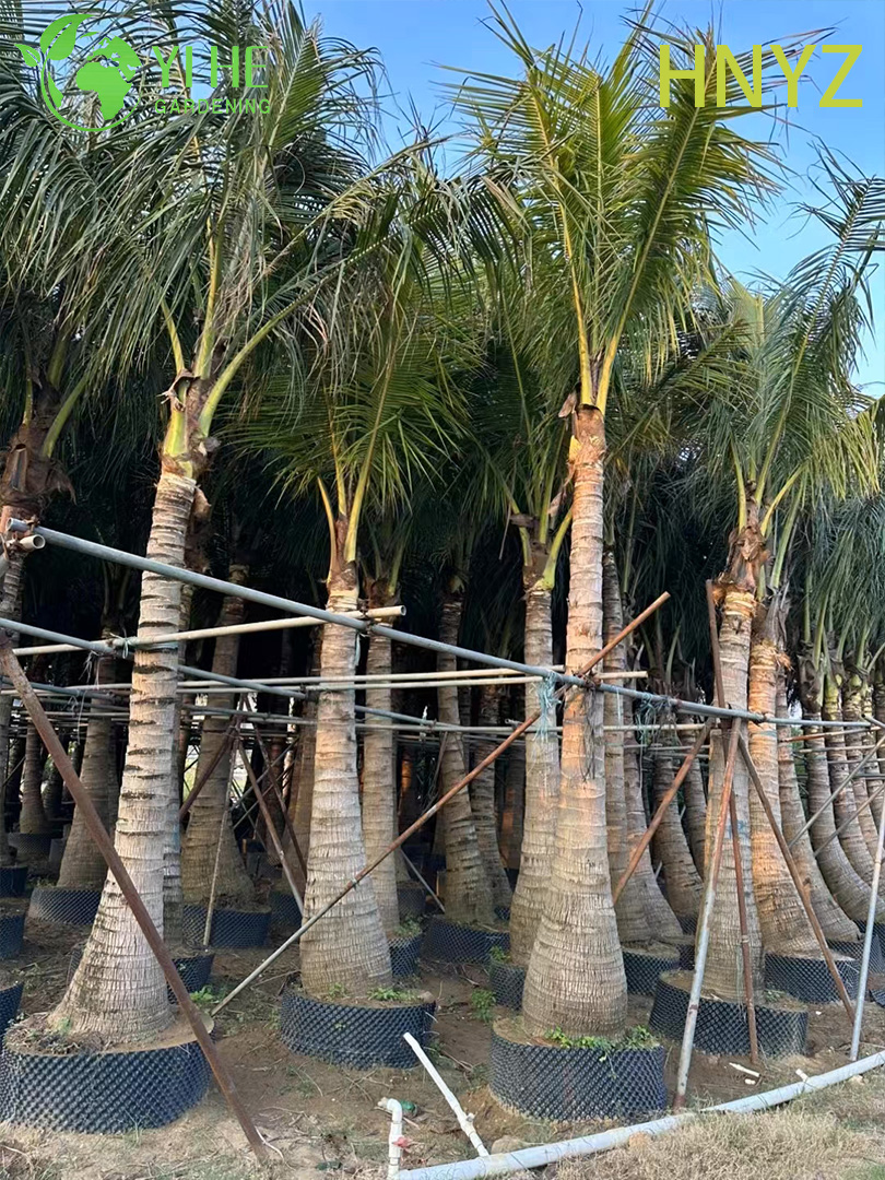 Wholesale Hainan Coconut (Cocos Nucifera) - Fruit-Bearing Evergreen Palms