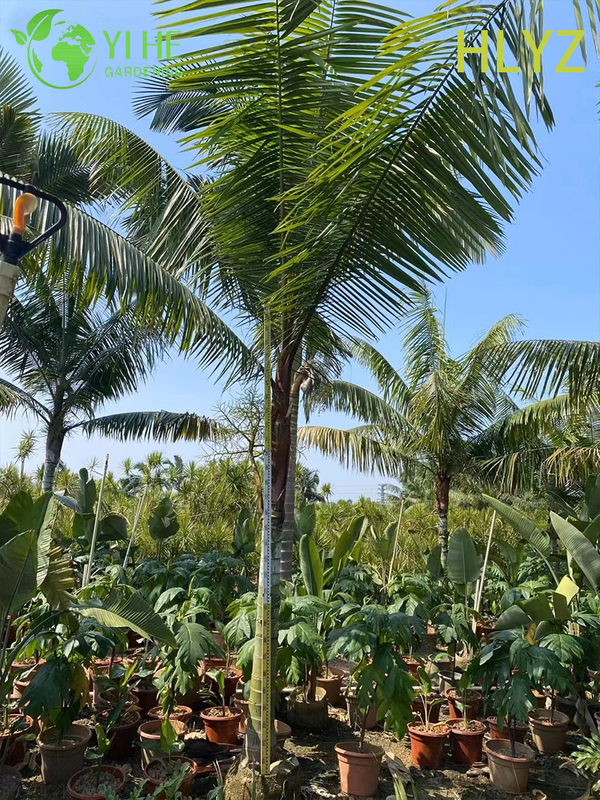 Wholesale Red-Collar Palm (Dypsis Leptocheilos) - Ornamental Evergreen Palms