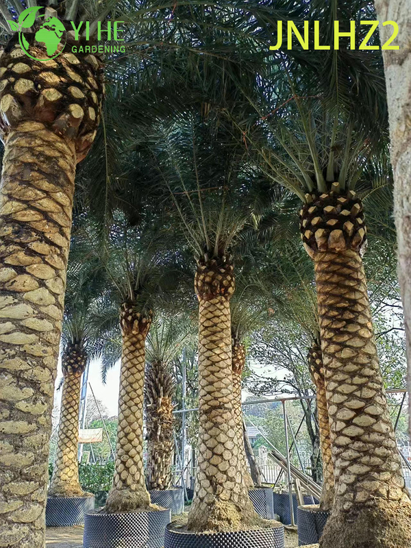 Wholesale Canary Island Date Palm (Phoenix Canariensis) - Large Salt-Tolerant Hardy Palms