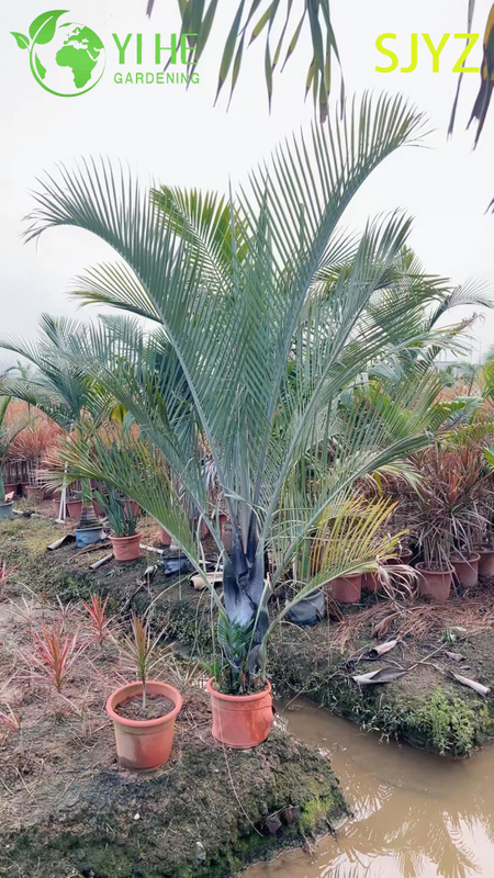 Wholesale Triangular Palm (Dypsis Decaryi) - Evergreen Ornamental Palms