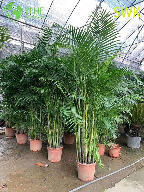 Chrysalidocarpus Lutescens Tropical Evergreen Palm for Indoor Outdoor Decor Plant
