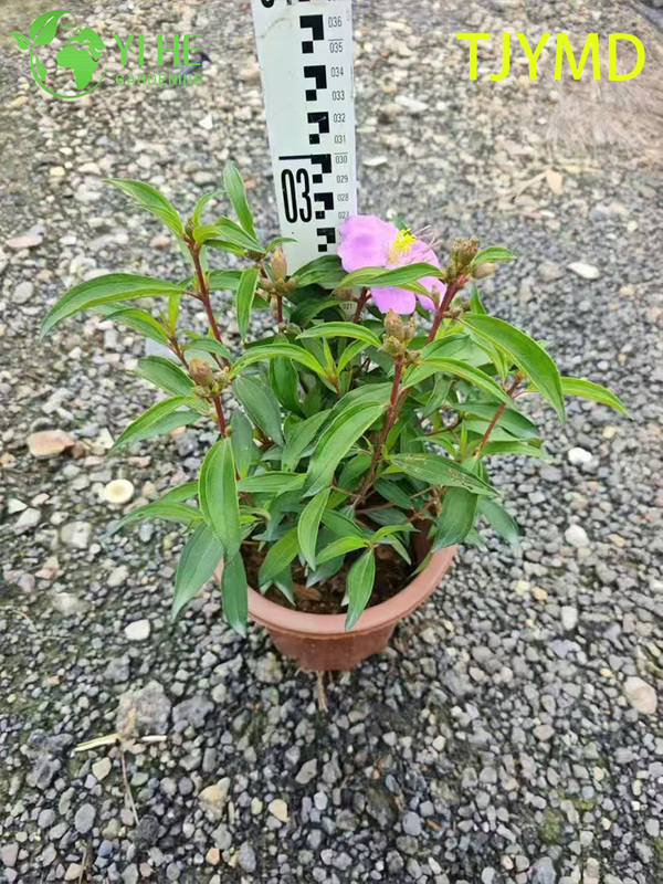 Wholesale Tibouchina 'Tianjiao' Potted Plants for Outdoor Tropical Purple Flower Decor