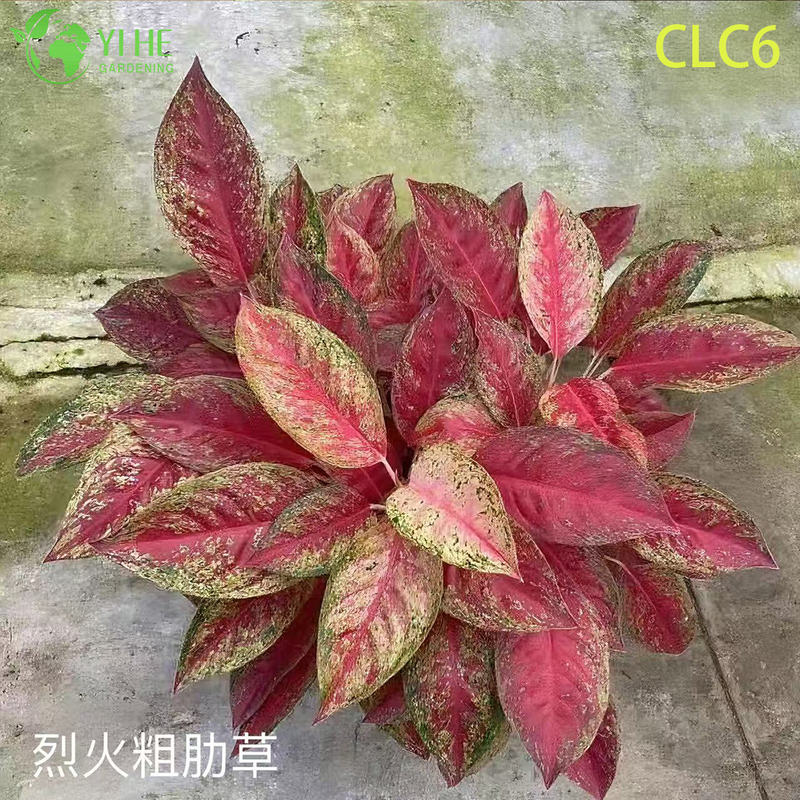 Wholesale Aglaonema Plants - Indoor Tropical Foliage for Home Office Decoration