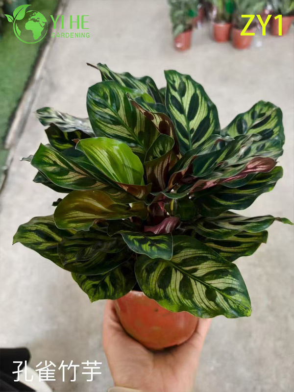 Wholesale Calathea Potted Plants for Indoor Variegated Foliage Air-Purifying Decor