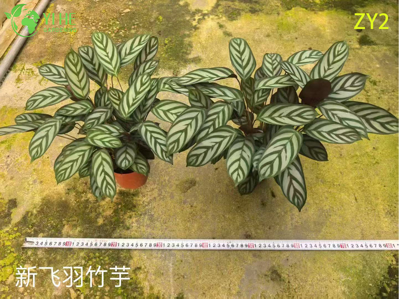 Premium Tropical Calathea Plants for Wholesale Export - Indoor Decorative Foliage