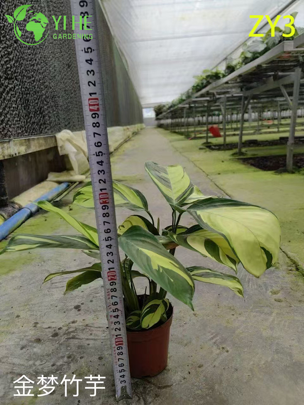 Exotic Calathea Plants for Wholesale - Tropical Foliage Houseplant & Garden Decor