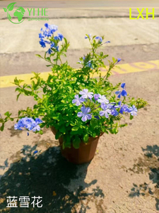 Wholesale Plumbago Auriculata Potted Plants for Outdoor Tropical Blue Flower Decor