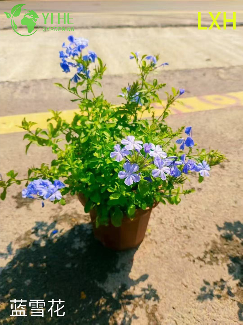 Wholesale Plumbago Auriculata Potted Plants for Outdoor Tropical Blue Flower Decor