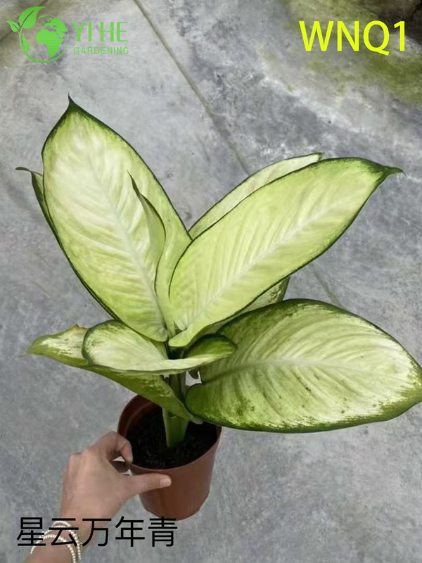 Wholesale Aglaonema Potted Plants for Indoor Evergreen Air-Purifying Decor