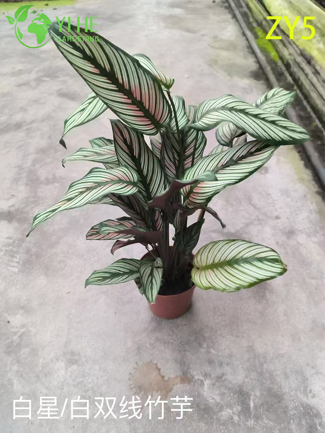 Premium Wholesale Calathea Plants - Tropical Foliage for Indoor/Outdoor Decoration