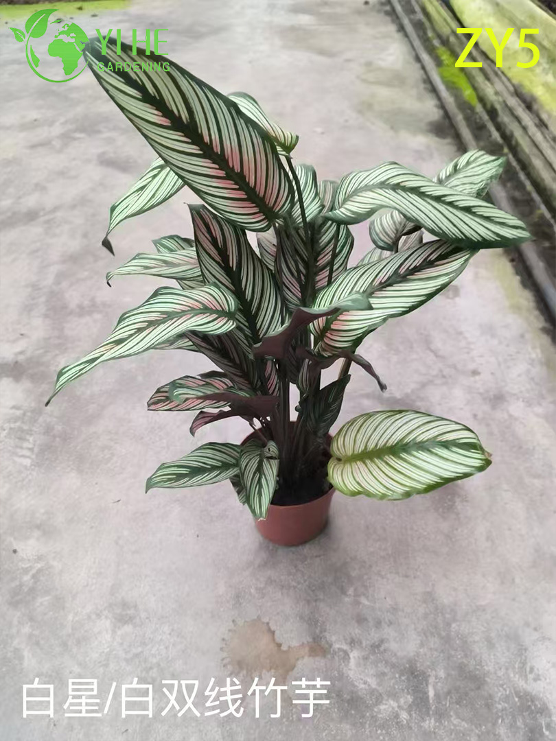 Premium Wholesale Calathea Plants - Tropical Foliage for Indoor/Outdoor Decoration