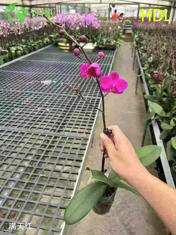 Wholesale Phalaenopsis Orchid Potted Plants for Indoor Floral Decoration & Gifting