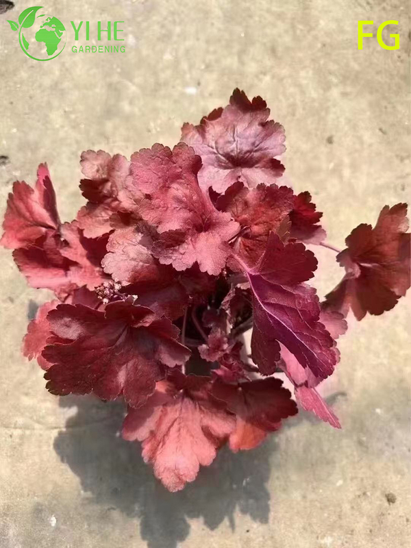 Wholesale Heuchera Potted Plants for Outdoor Shade Garden Colorful Foliage