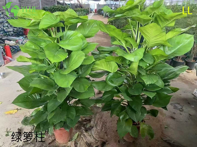 Wholesale Epipremnum Aureum Potted Plants for Indoor Hanging Air-Purifying Decor