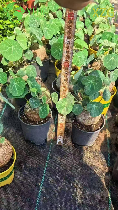 Wholesale Dioscorea Elephantipes Potted Plants for Indoor Succulent Decor & Collection