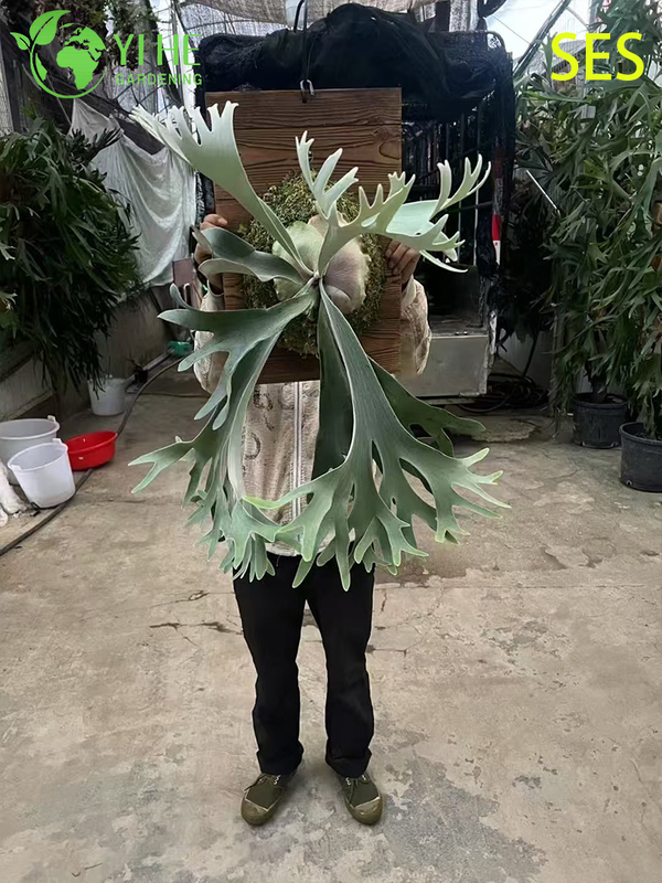 Wholesale Philodendron 'Celsos' Potted Plants for Indoor Tropical Foliage Decor
