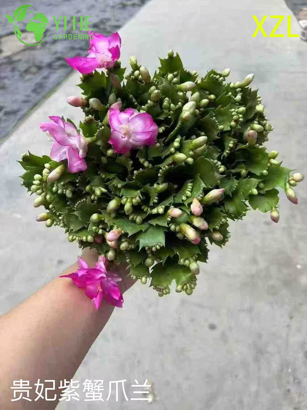 Wholesale Schlumbergera truncata Potted Plants for Indoor Holiday Flowering Decor