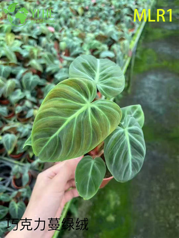 Wholesale Philodendron Selloum Potted Plants for Indoor Tropical Large Foliage Decor