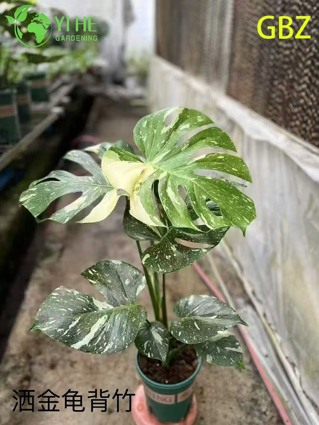 Wholesale Monstera Deliciosa Potted Plants for Indoor Large Foliage Decor