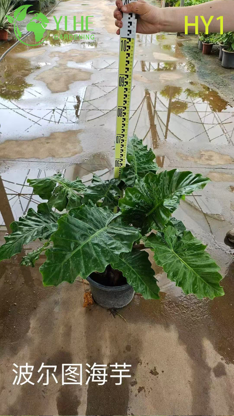 Wholesale Alocasia Potted Plants for Indoor Tropical Large Foliage Decor