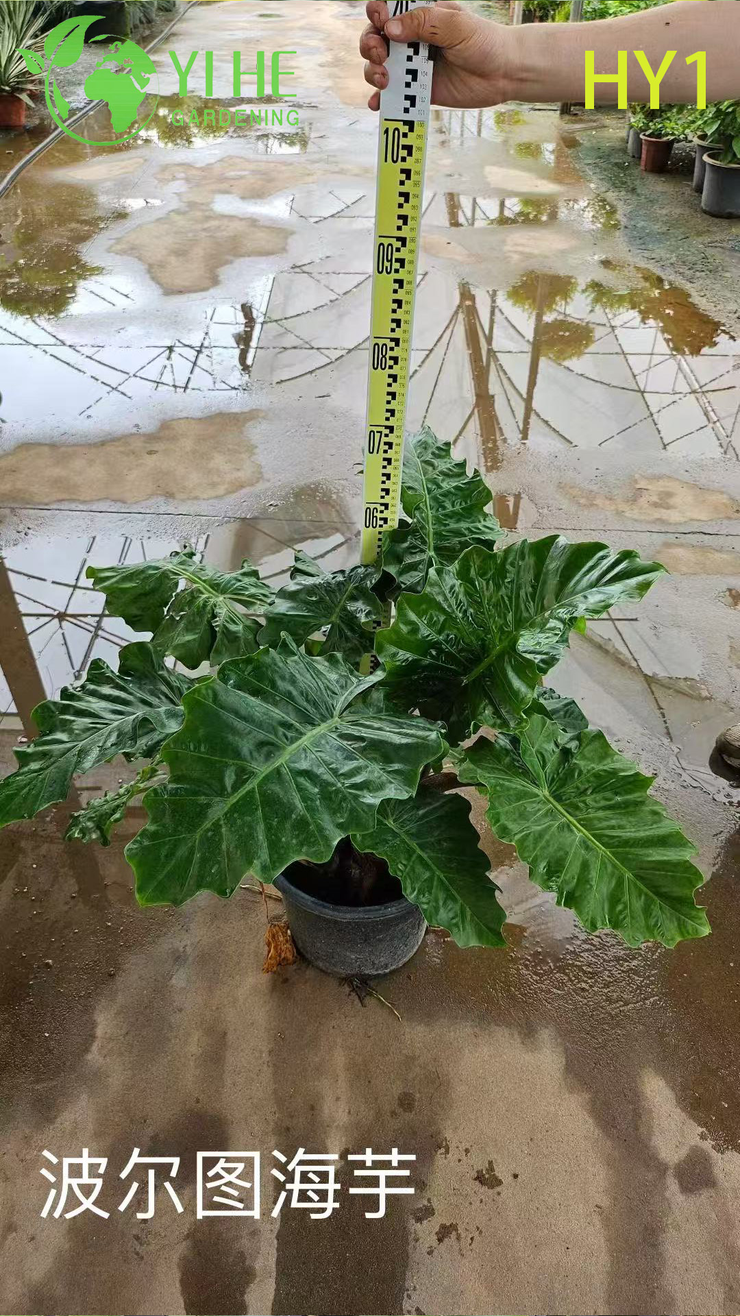 Wholesale Alocasia Potted Plants for Indoor Tropical Large Foliage Decor