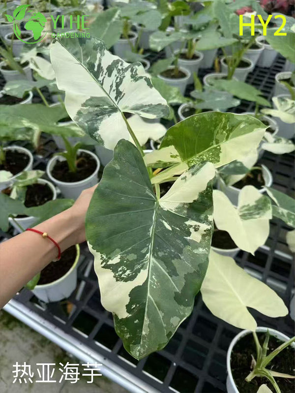 Wholesale Alocasia Plants - Large Foliage Tropical Indoor Outdoor Decor