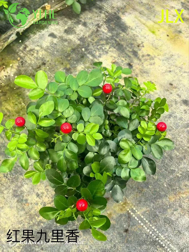 Wholesale Murraya Paniculata Potted Plants for Indoor Outdoor Fragrant Flower Decor
