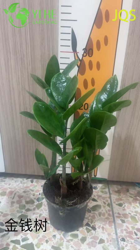 Wholesale Zamioculcas Zamiifolia Potted Plants for Indoor Low-Maintenance Decor