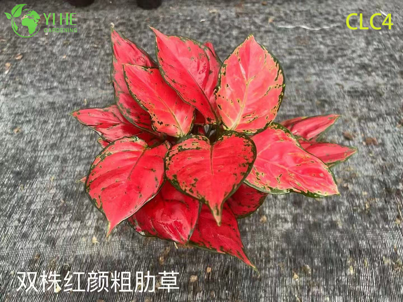 Wholesale Tropical Aglaonema Plants for Indoor Outdoor Decoration